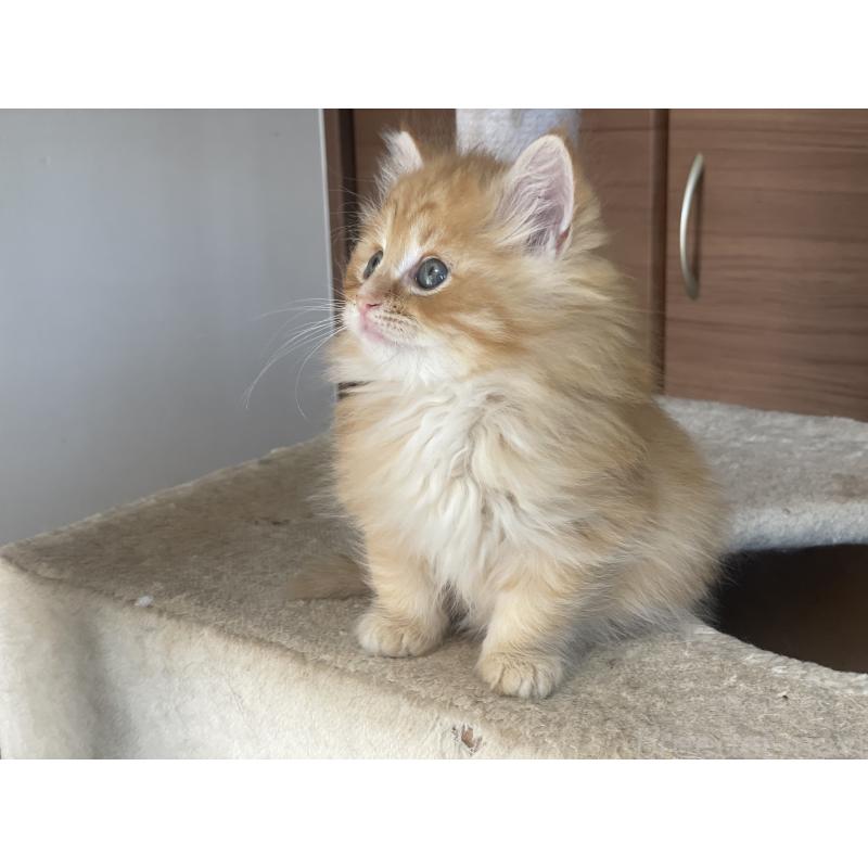 商談中の千葉県のサイベリアン-129140の20枚目