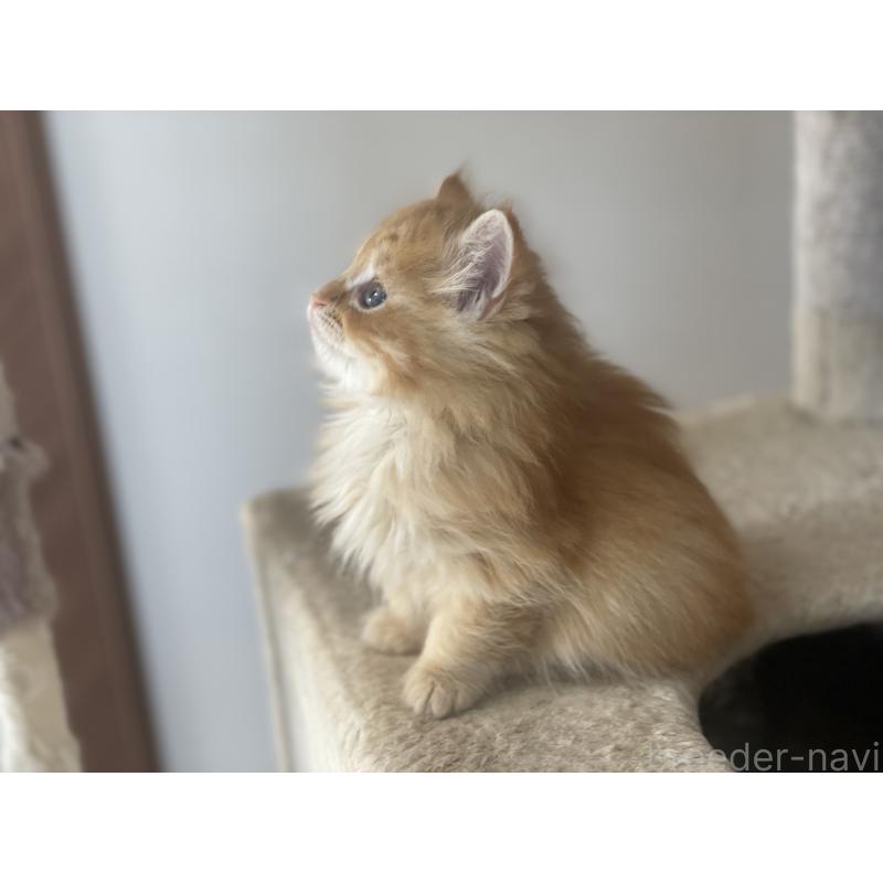 商談中の千葉県のサイベリアン-129140の19枚目