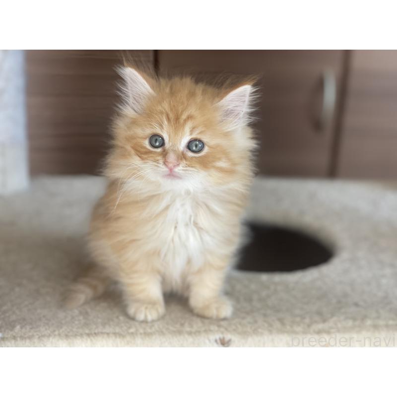 商談中の千葉県のサイベリアン-129140の18枚目