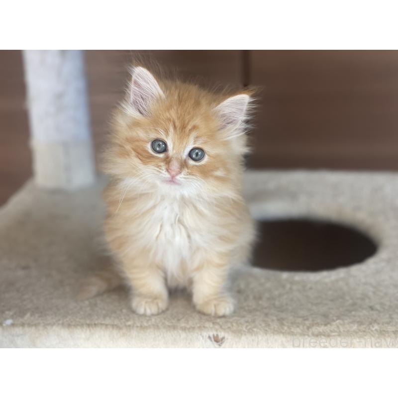 商談中の千葉県のサイベリアン-129140の17枚目