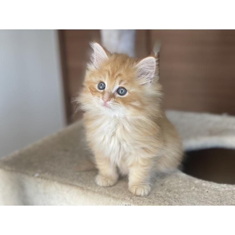 商談中の千葉県のサイベリアン-129140の16枚目