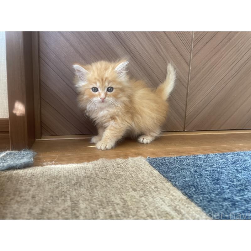 商談中の千葉県のサイベリアン-129140の15枚目