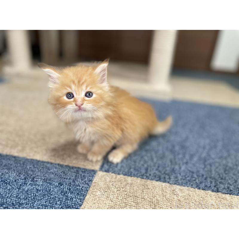 商談中の千葉県のサイベリアン-129140の12枚目