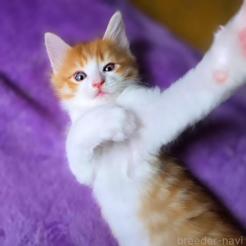 成約済の神奈川県のノルウェージャンフォレストキャット-130919の1枚目