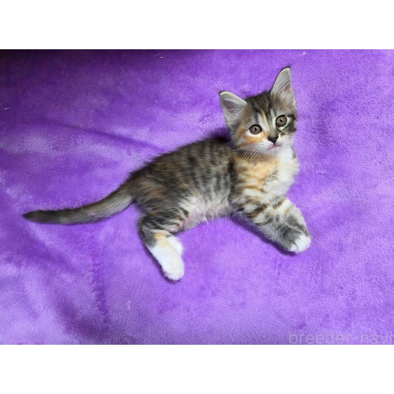 販売中の神奈川県のノルウェージャンフォレストキャット-130920の6枚目