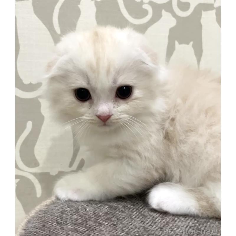 販売中の愛知県のスコティッシュフォールド(折れ耳)-131308の3枚目