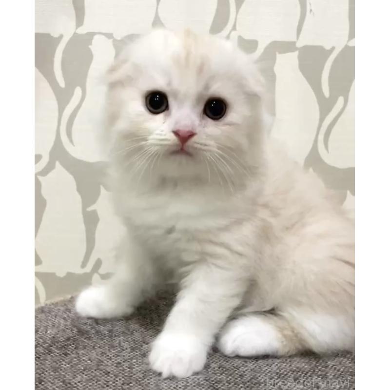 販売中の愛知県のスコティッシュフォールド(折れ耳)-131308の2枚目