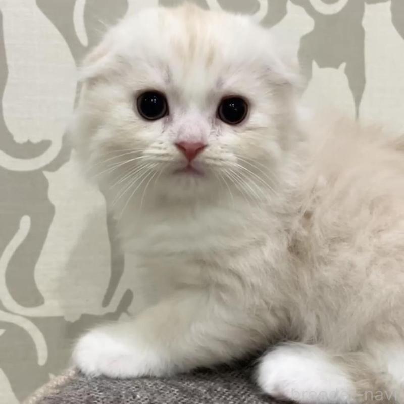 販売中の愛知県のスコティッシュフォールド(折れ耳)-131308の1枚目