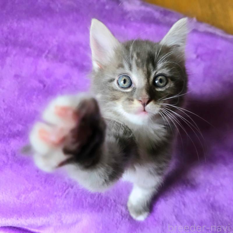 商談中の神奈川県のノルウェージャンフォレストキャット-130921