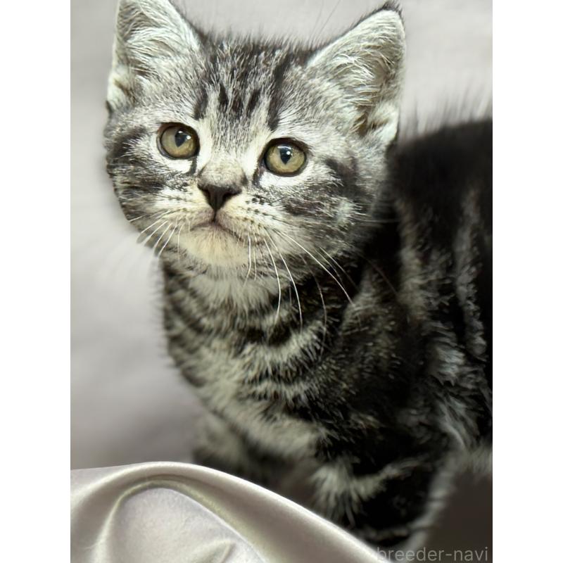 成約済の千葉県のアメリカンショートヘア-129865の4枚目