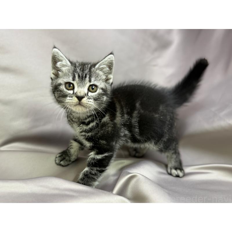 成約済の千葉県のアメリカンショートヘア-129865の1枚目