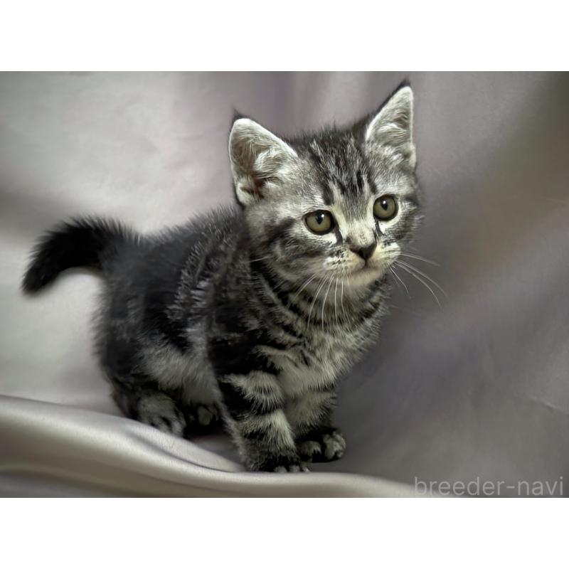 成約済の千葉県のアメリカンショートヘア-129865の3枚目