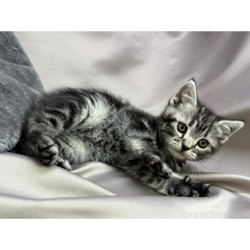 成約済の千葉県のアメリカンショートヘア-129865の2枚目