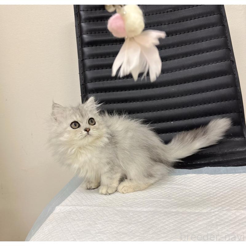 販売中の静岡県のミヌエット-131309の3枚目