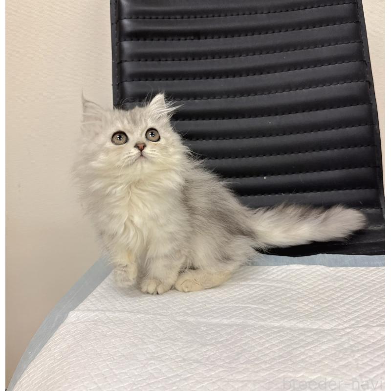 販売中の静岡県のミヌエット-131309の2枚目