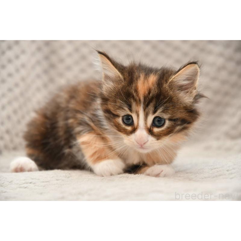 販売中の宮城県のノルウェージャンフォレストキャット-131310の3枚目