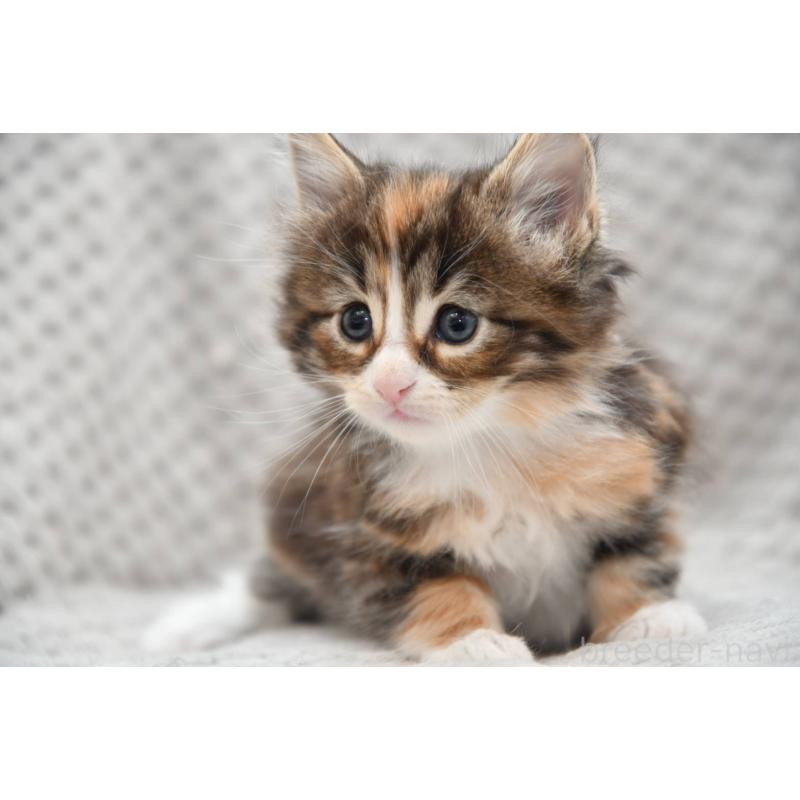 販売中の宮城県のノルウェージャンフォレストキャット-131310の2枚目