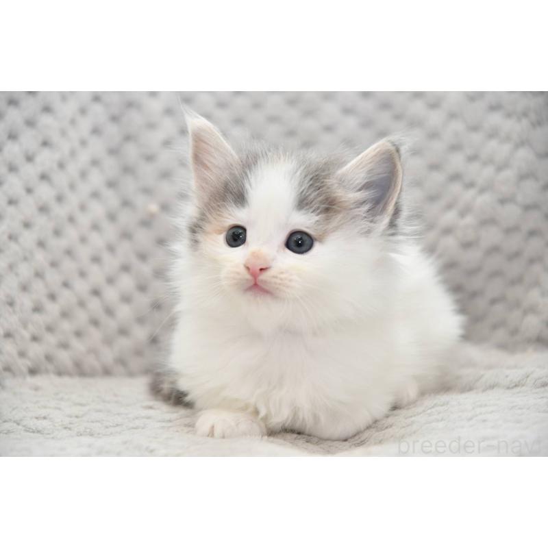 販売中の宮城県のノルウェージャンフォレストキャット-131311の4枚目