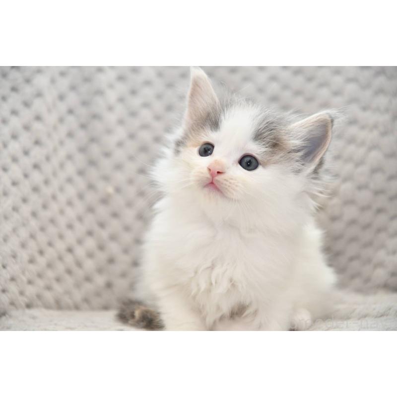 販売中の宮城県のノルウェージャンフォレストキャット-131311の3枚目