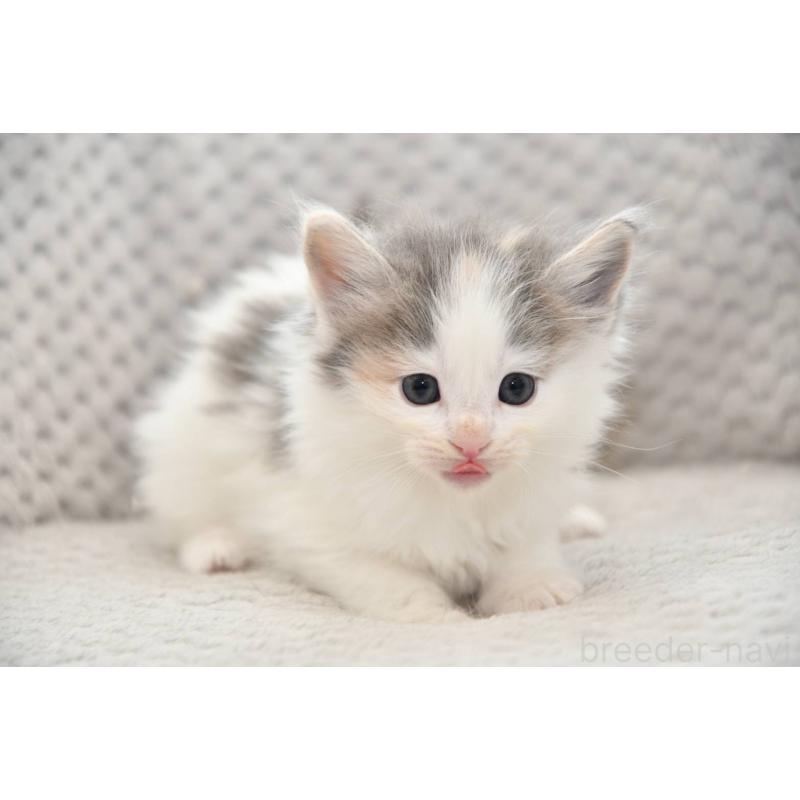 販売中の宮城県のノルウェージャンフォレストキャット-131311の2枚目