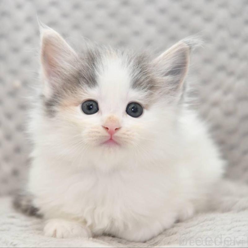 販売中の宮城県のノルウェージャンフォレストキャット-131311の1枚目