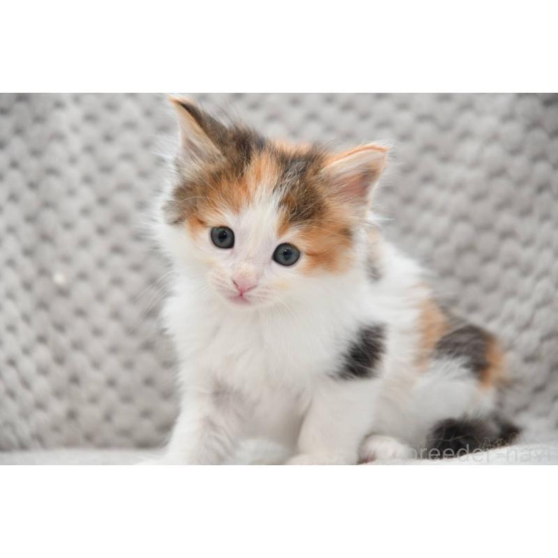 販売中の宮城県のノルウェージャンフォレストキャット-131312の4枚目