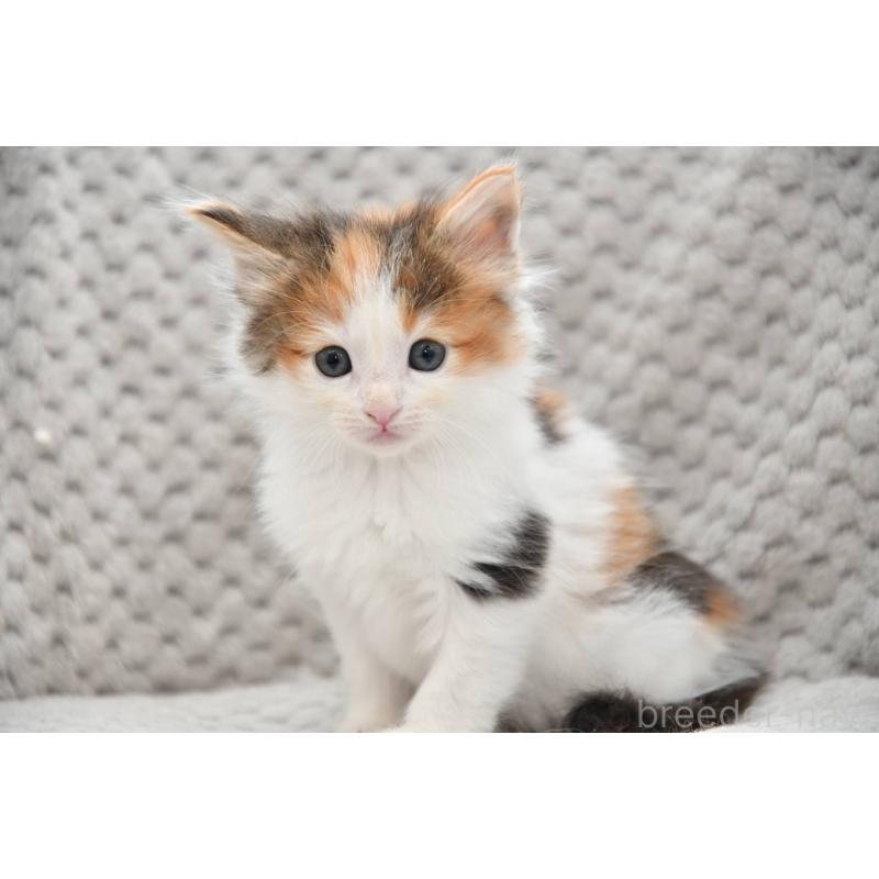 販売中の宮城県のノルウェージャンフォレストキャット-131312の3枚目