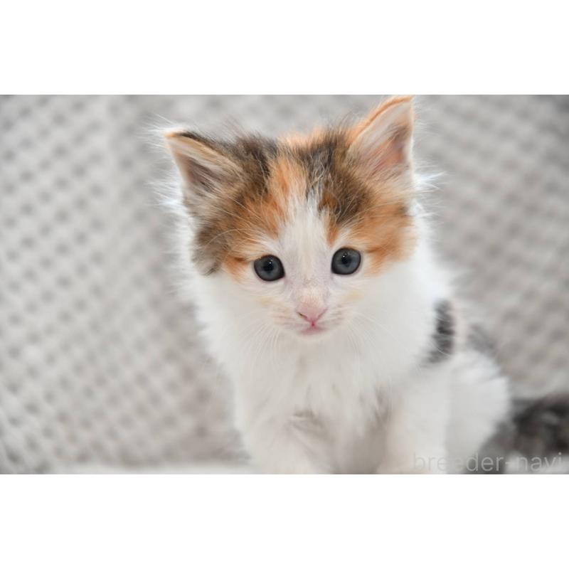 販売中の宮城県のノルウェージャンフォレストキャット-131312の2枚目