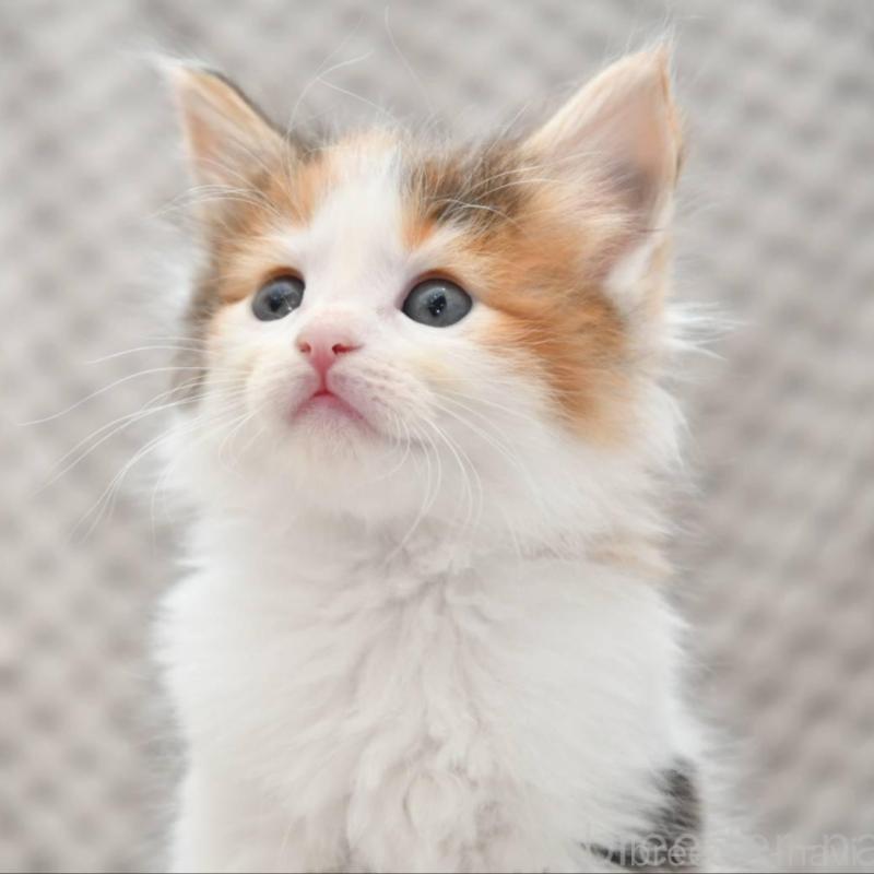 販売中の宮城県のノルウェージャンフォレストキャット-131312の1枚目