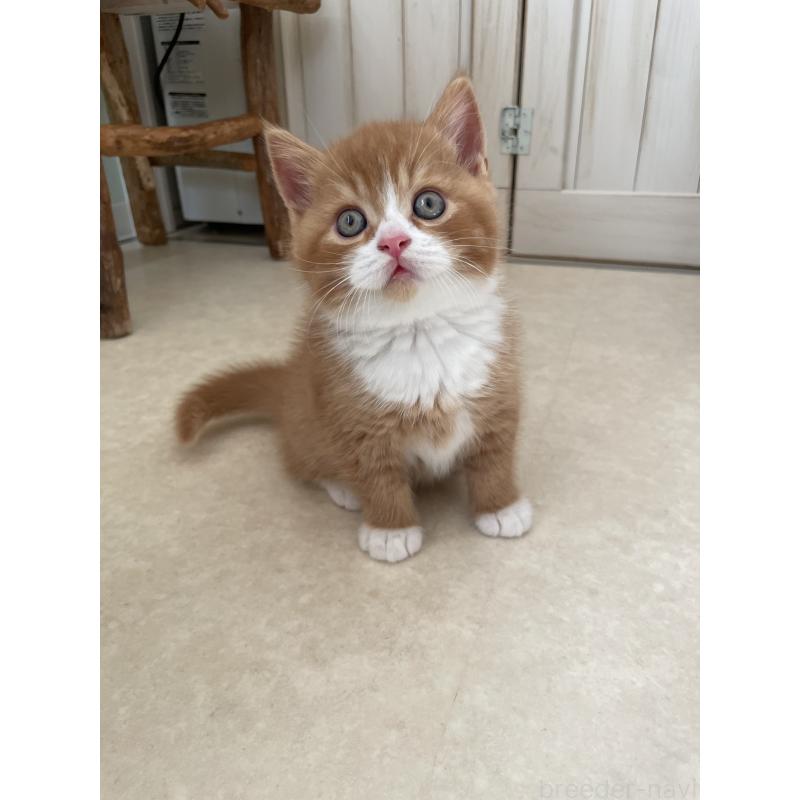 販売中の埼玉県のブリティッシュショートヘア-131121