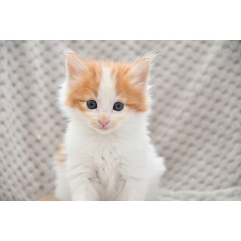 成約済の宮城県のノルウェージャンフォレストキャット-131313の4枚目