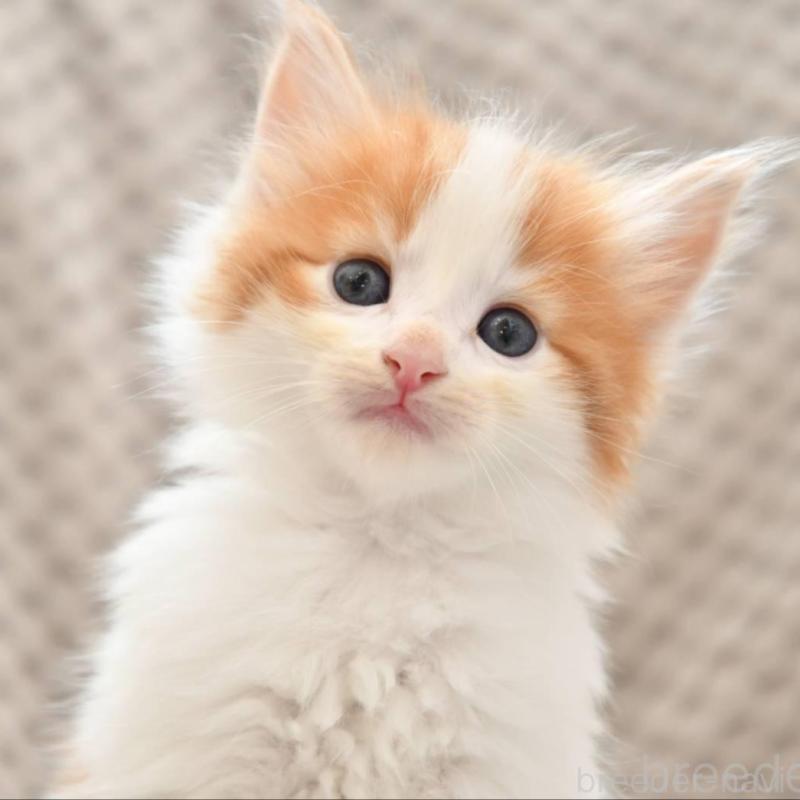 販売中の宮城県のノルウェージャンフォレストキャット-131313