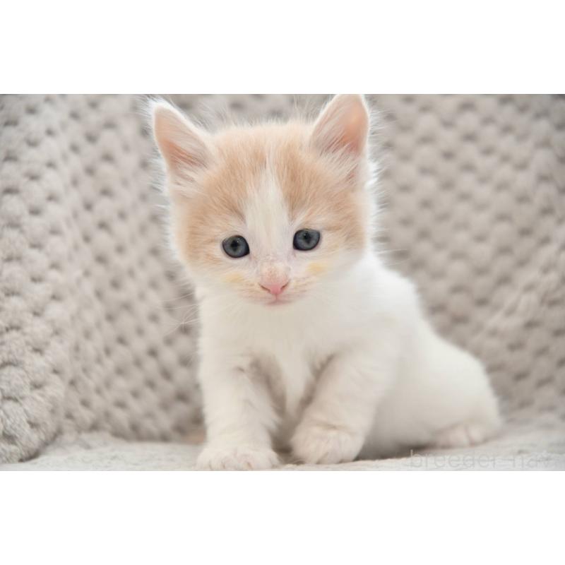 成約済の宮城県のノルウェージャンフォレストキャット-131314の4枚目