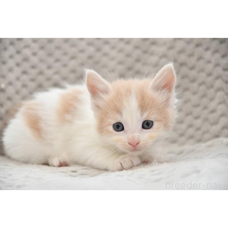 成約済の宮城県のノルウェージャンフォレストキャット-131314の3枚目