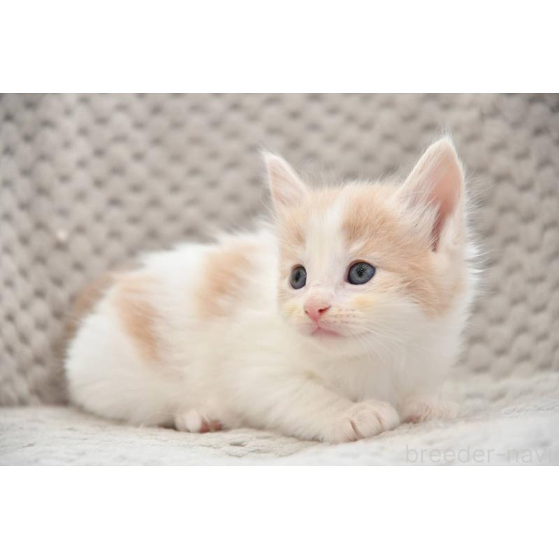 成約済の宮城県のノルウェージャンフォレストキャット-131314の2枚目