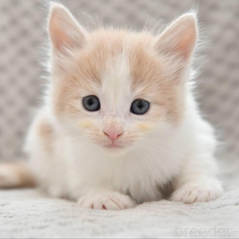 販売中の宮城県のノルウェージャンフォレストキャット-131314