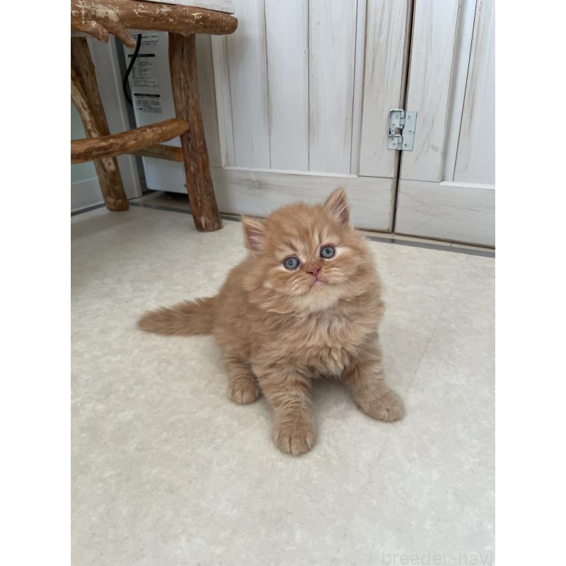 販売中の埼玉県のブリティッシュロングヘア-131315の8枚目