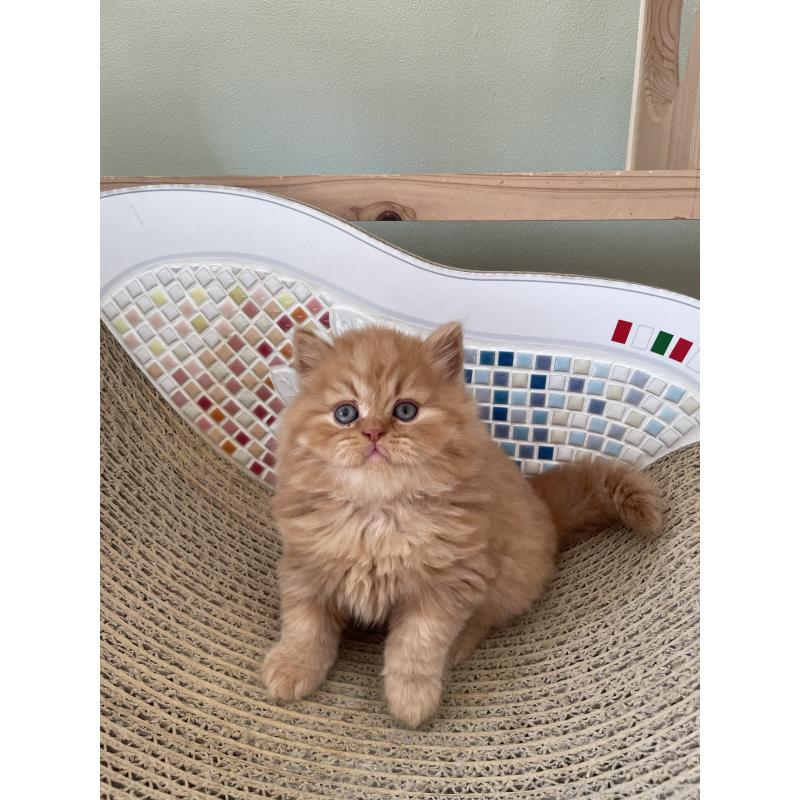 販売中の埼玉県のブリティッシュロングヘア-131315の7枚目