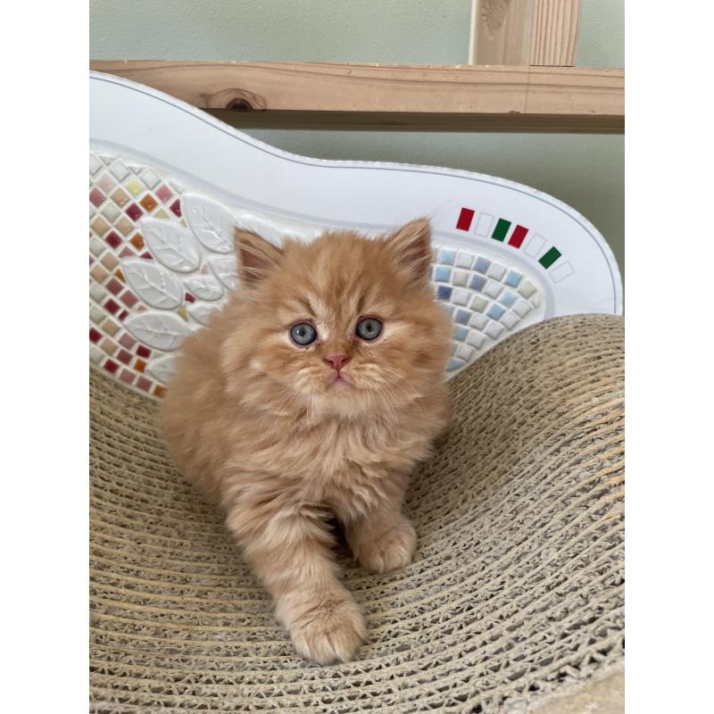 販売中の埼玉県のブリティッシュロングヘア-131315の6枚目