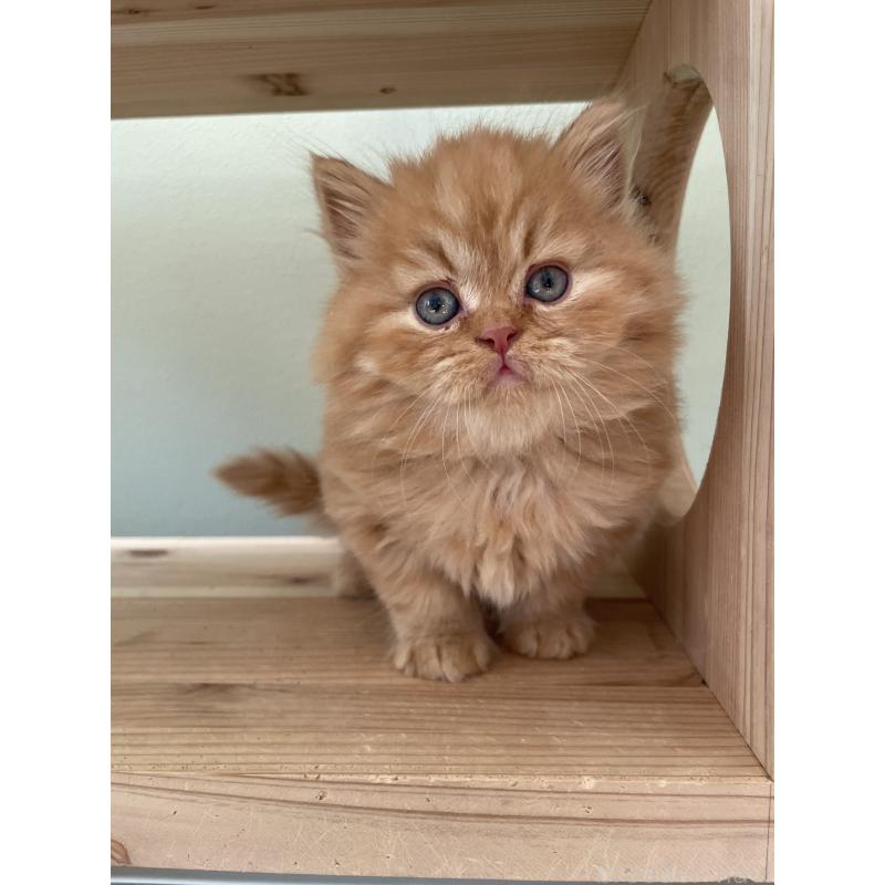 販売中の埼玉県のブリティッシュロングヘア-131315の5枚目