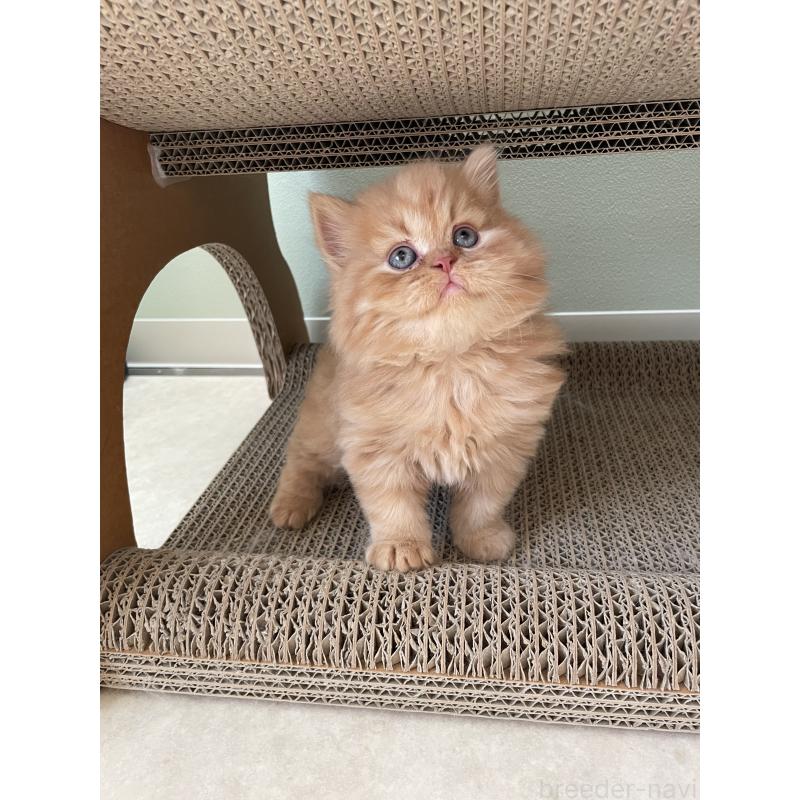 販売中の埼玉県のブリティッシュロングヘア-131315の4枚目