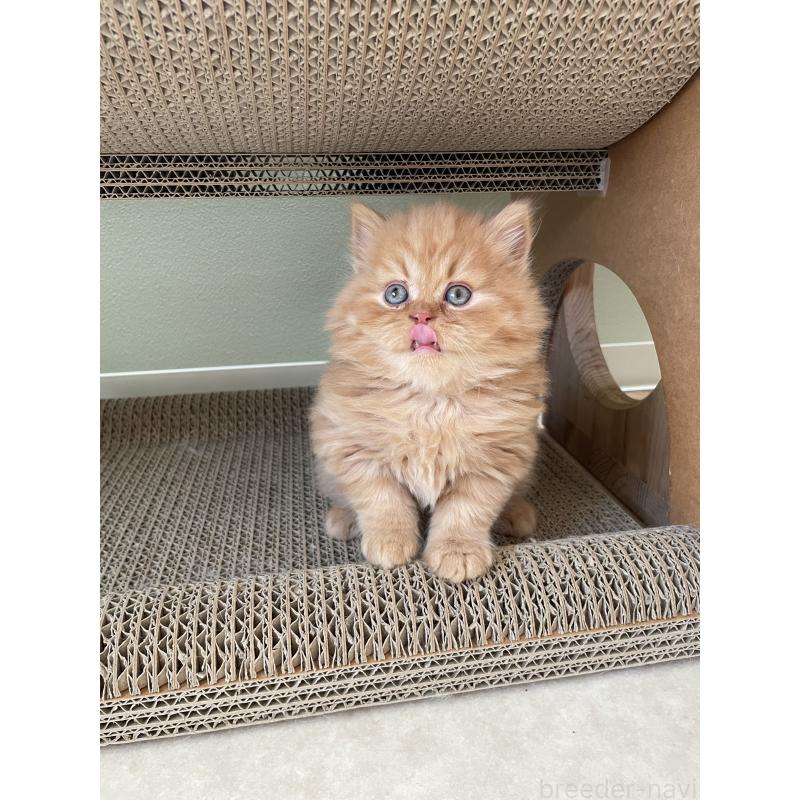 販売中の埼玉県のブリティッシュロングヘア-131315の3枚目