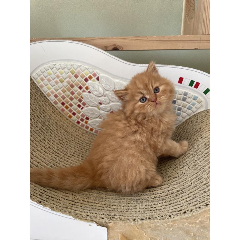 販売中の埼玉県のブリティッシュロングヘア-131315の2枚目