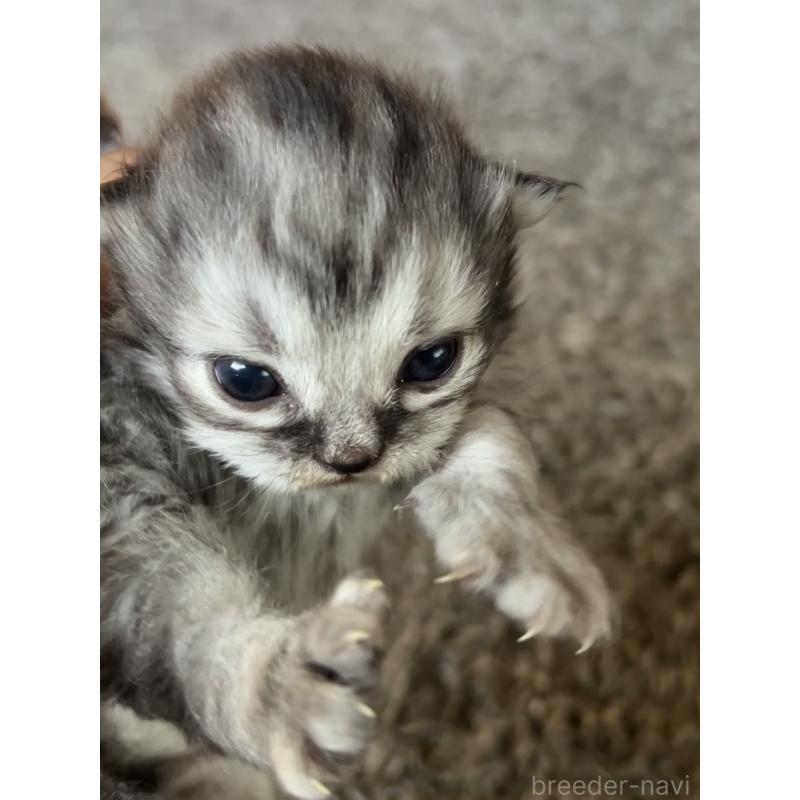 販売中の鹿児島県のサイベリアン-131316の4枚目