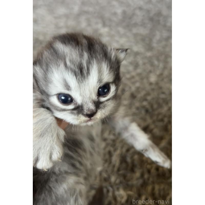 販売中の鹿児島県のサイベリアン-131316の3枚目