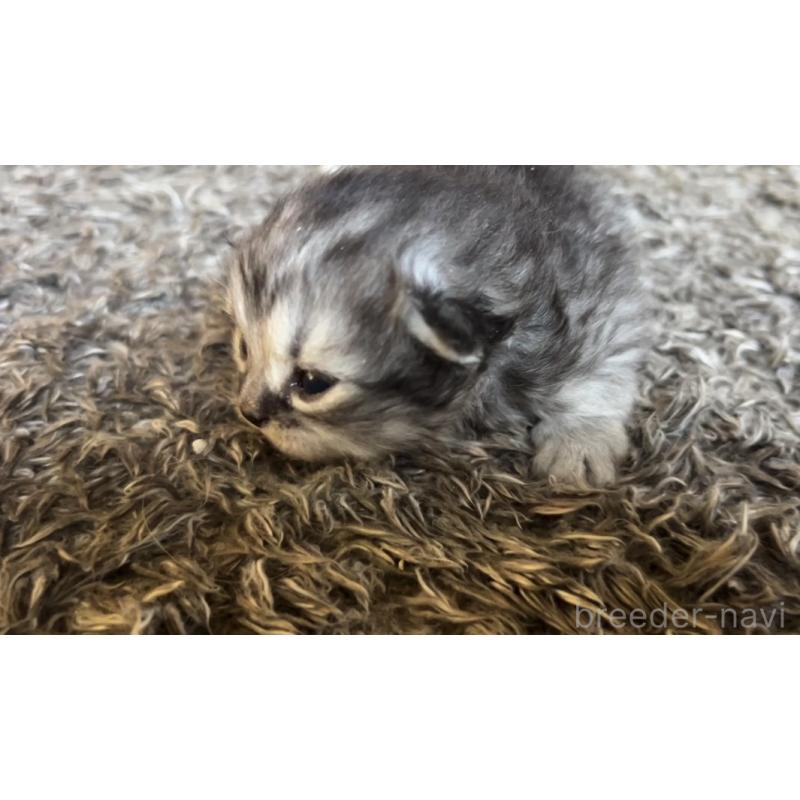 販売中の鹿児島県のサイベリアン-131316の2枚目