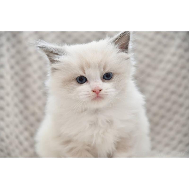 販売中の宮城県のラグドール-131317の4枚目