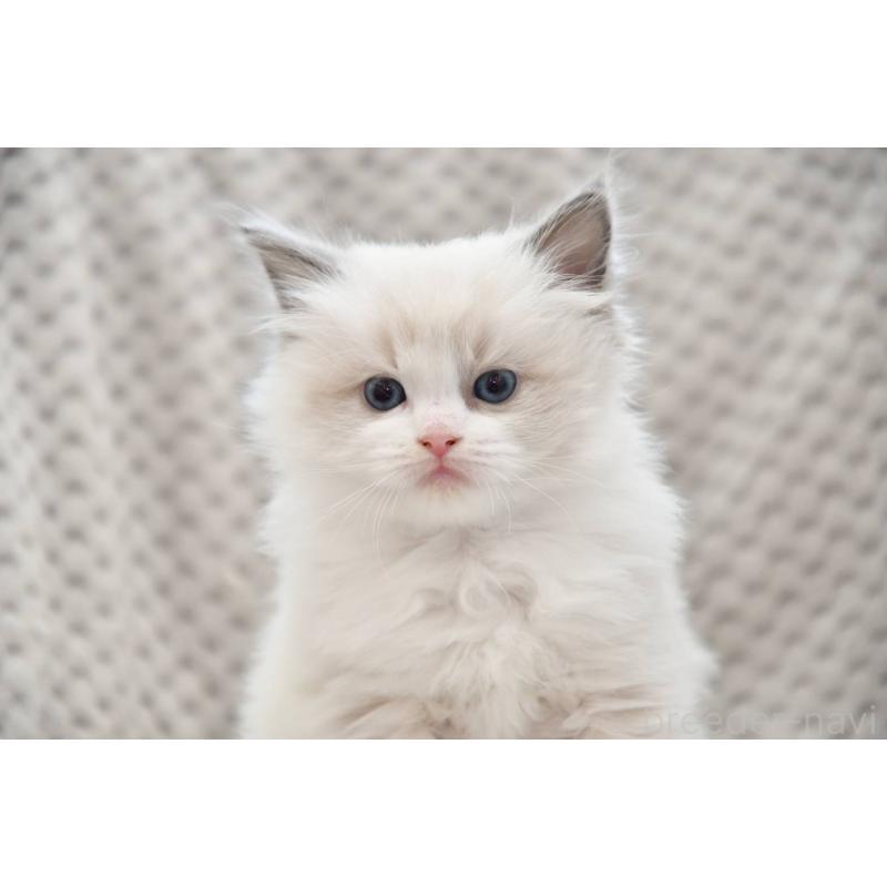 販売中の宮城県のラグドール-131317の3枚目