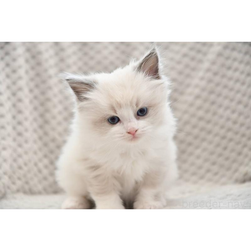 販売中の宮城県のラグドール-131317の2枚目