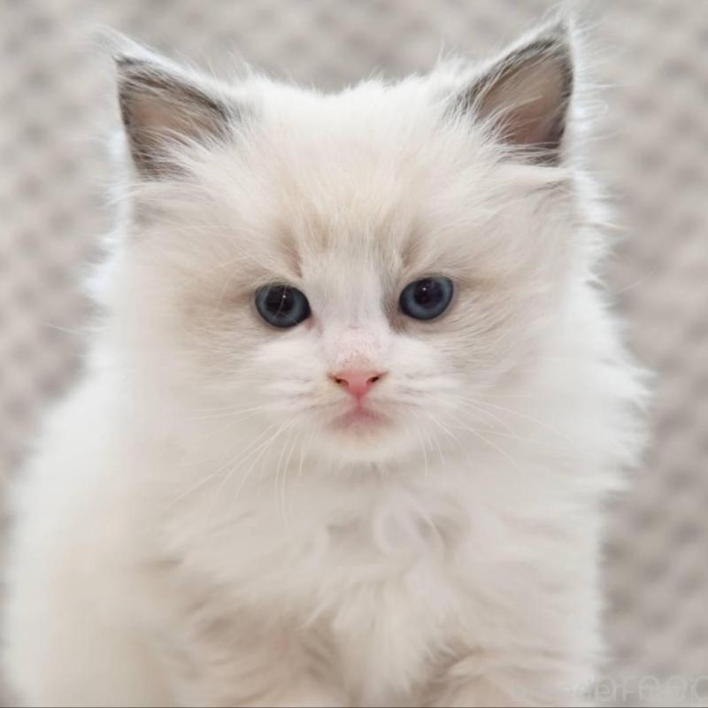 販売中の宮城県のラグドール-131317